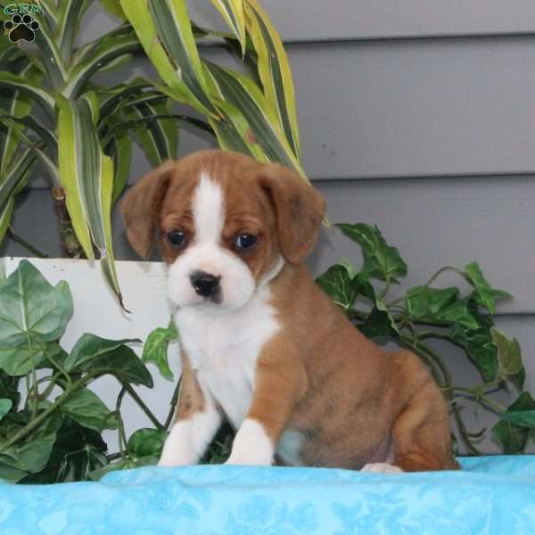 Snickerdoodle, Boston Terrier Mix Puppy